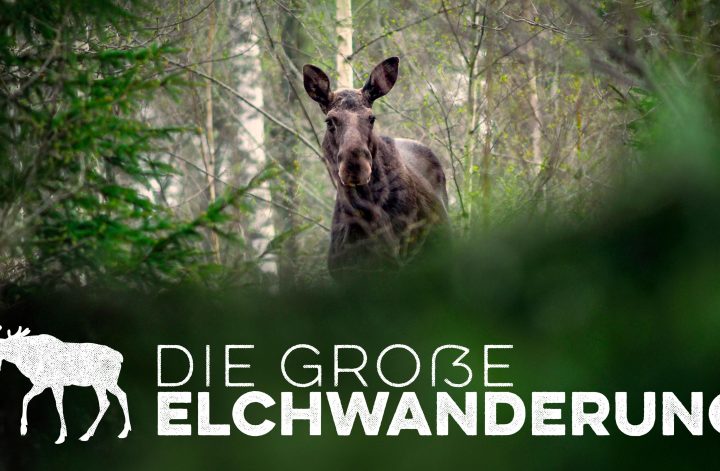 Die große Elchwanderung Das Live-Event von RTL+ und GEO bei Sucy Pretsch