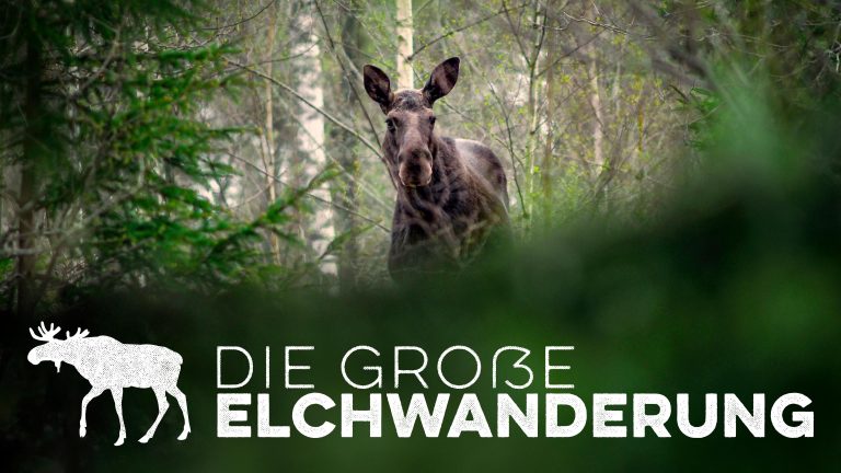 Die große Elchwanderung Das Live-Event von RTL+ und GEO bei Sucy Pretsch