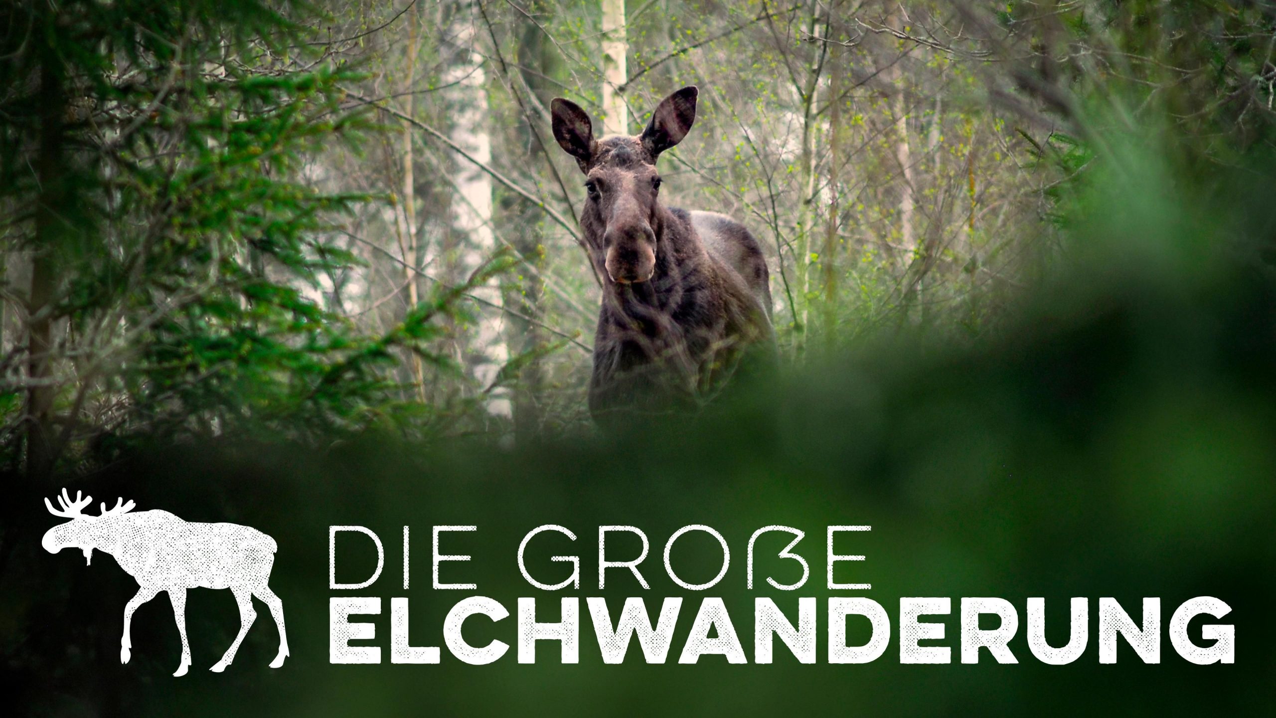 Die große Elchwanderung Das Live-Event von RTL+ und GEO bei Sucy Pretsch